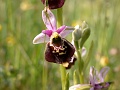 36_Ophrys bourdon_6